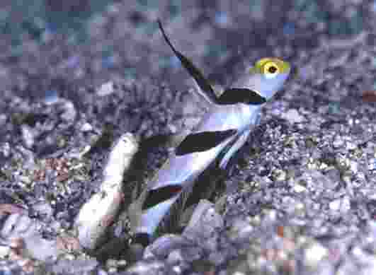 ��Ŷ�ȼ����޳