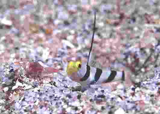 ��Ŷ����