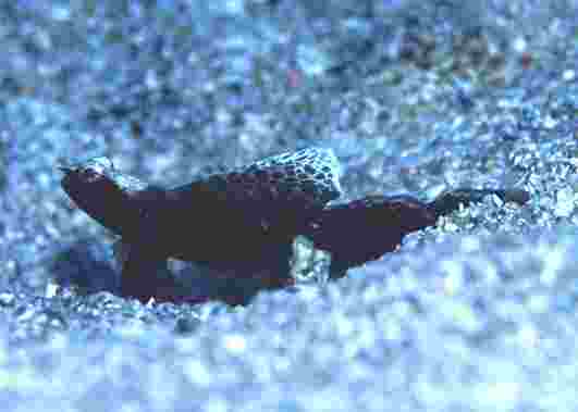 �����ʾ�