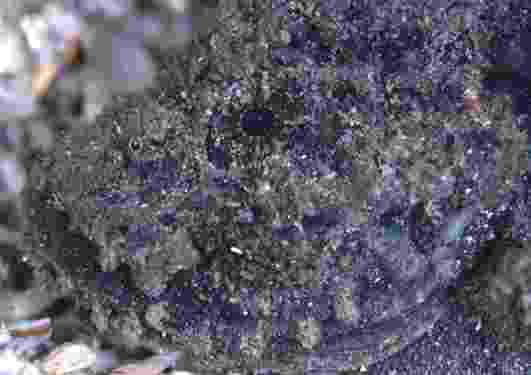 ��޵����