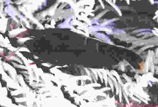 ���ï�߳���