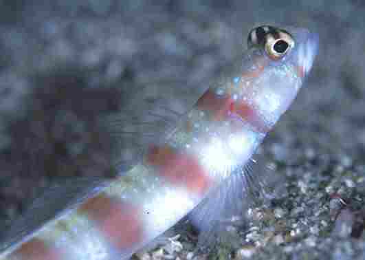 ������ʾ�