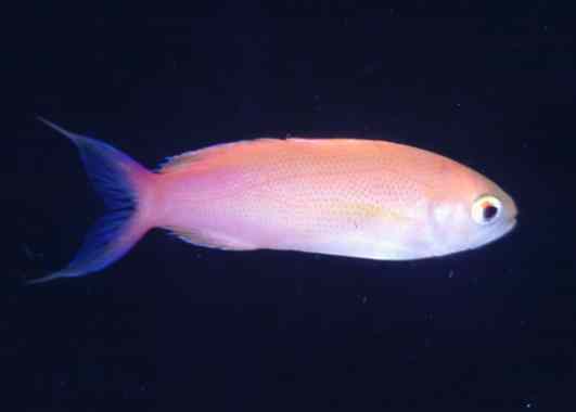 ������޲