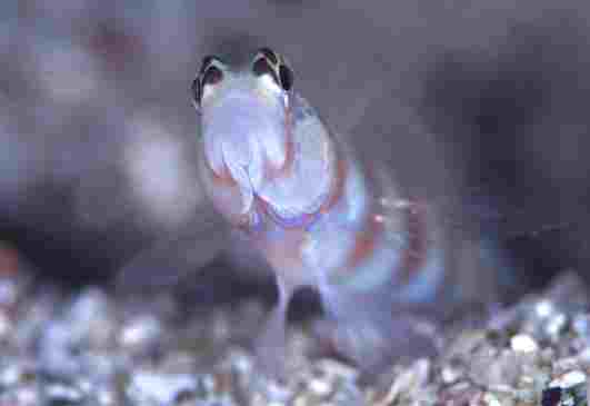 ������ʾ�