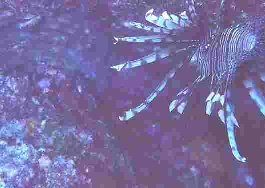 ���ɶ���