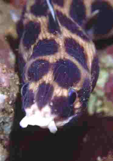 �޲������