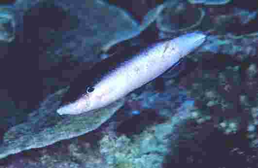 ƭ���Ʊ���