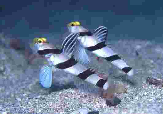 ȼ����޳���ް�