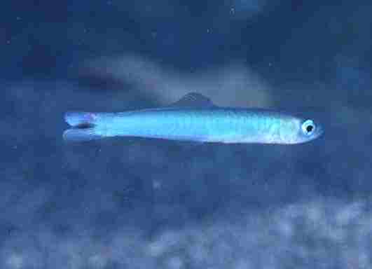 ���۸���ʾ�