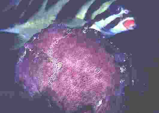 ���ݲ���