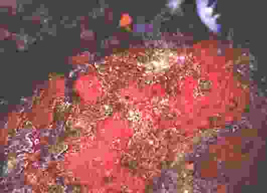 ���ݲ���