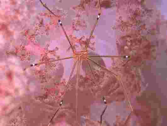 ������״��