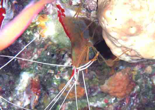 ���ϼ�˹޴��