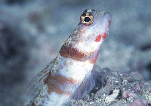 ���������ʾ�