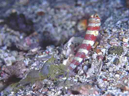 ̧�ݽ�ײ��ļ�����