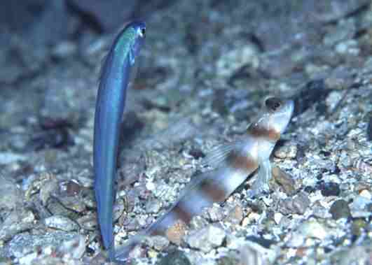 ��ʾ����ʾ�