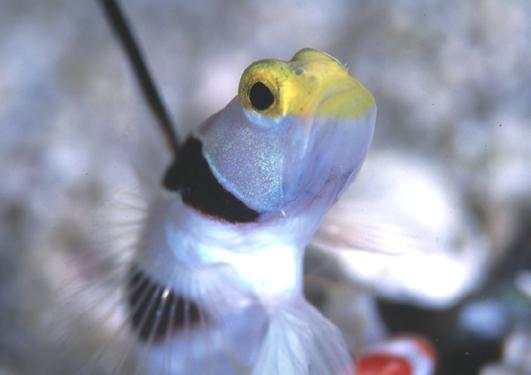 ��Ŷ�ȼ����޳