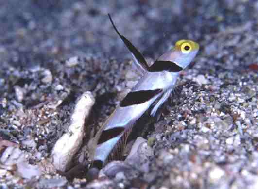 ��Ŷ�ȼ����޳