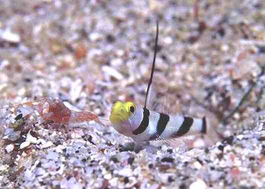 ��Ŷ����