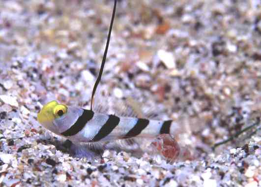 ��Ŷ����