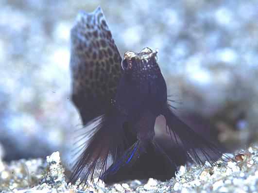 �����ʾ�