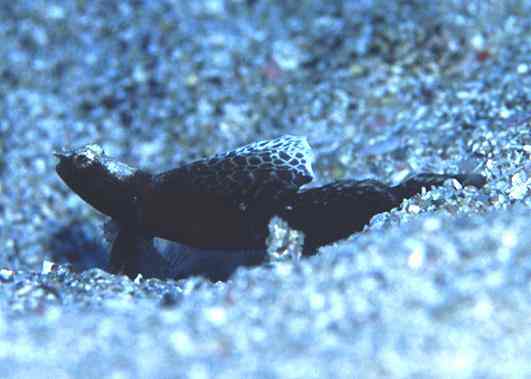 �����ʾ�