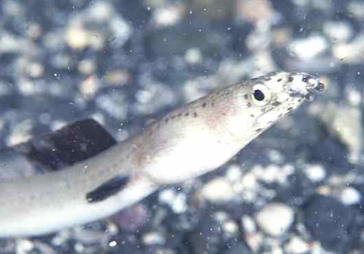 ��ó����