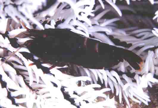 ���ï�߳���