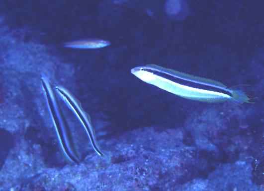 �۽�޷����