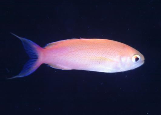 ������޲