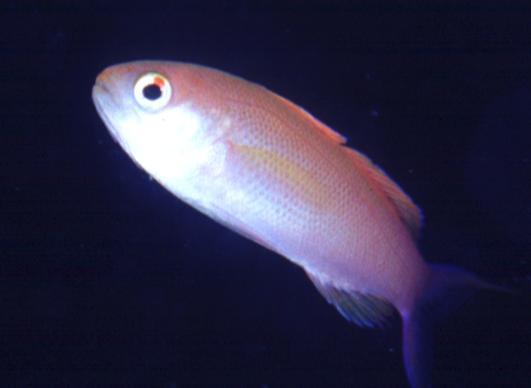 ������޲