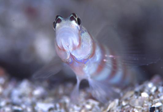 ������ʾ�