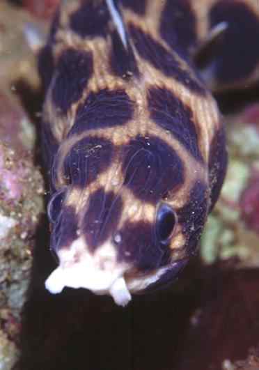 �޲������