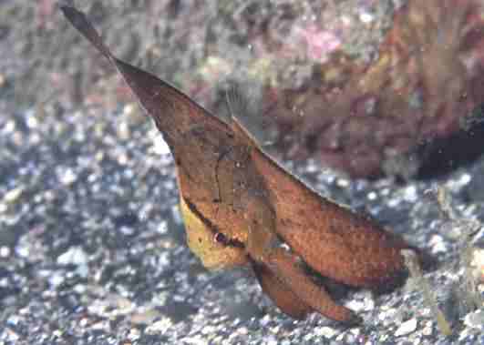 ��ֳ���ҳ�