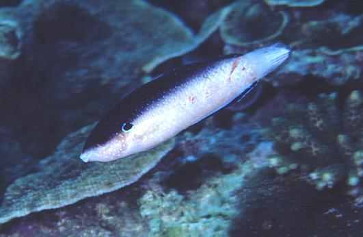 ƭ���Ʊ���