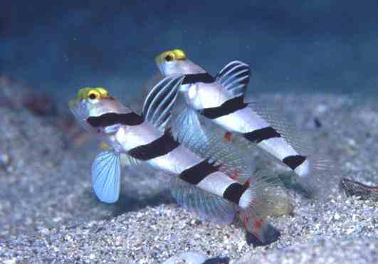 ���ްٸذ�ݸ�