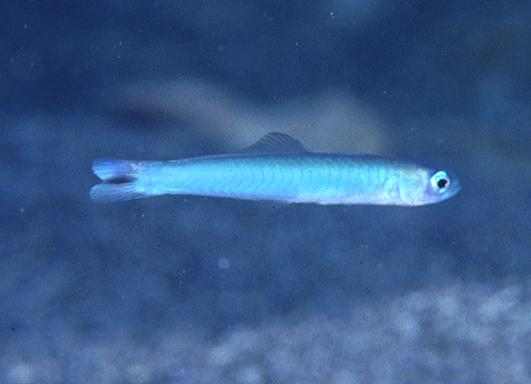 ���۸���ʾ�