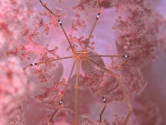 ������״��