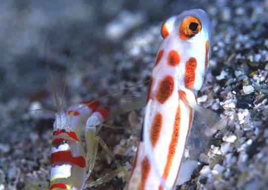 ���ް� Լ�ʾ�