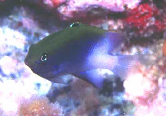 ���۽����޲