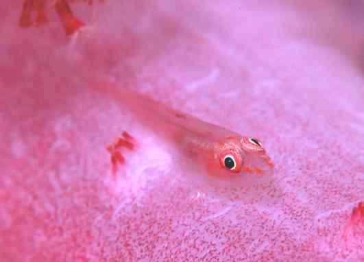 ��۸����ʾ�