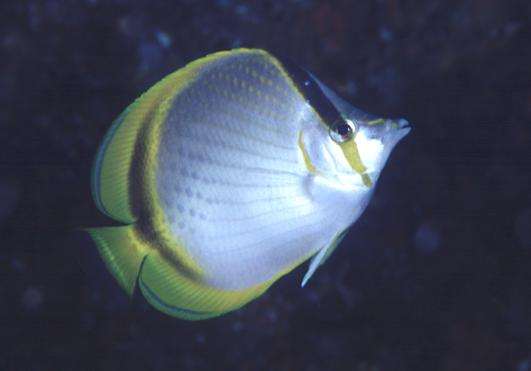 �ݸ���������