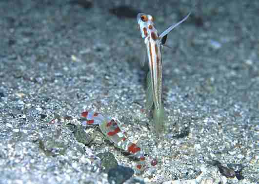 Լ�ʾ�&���ް�