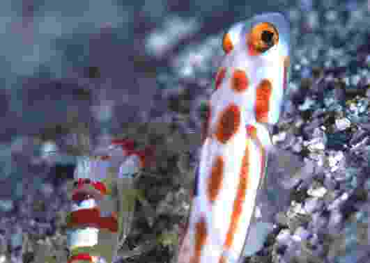 ���ް�Լ�ʾ�