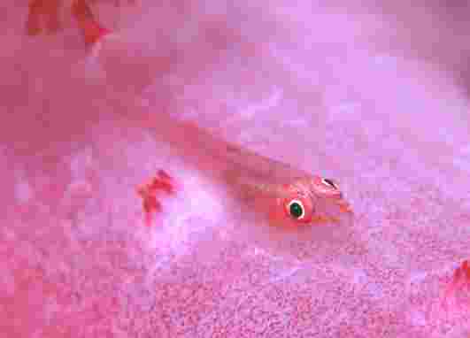 ��۸����ʾ�