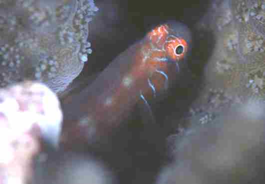 ���޺���ʾ�