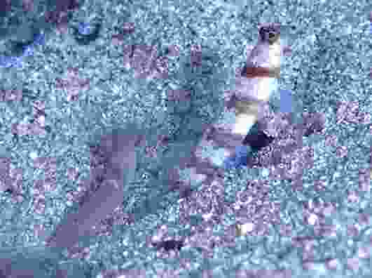 ���������ʾ�