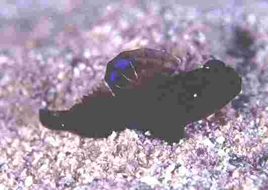 ���ʾ��ݸ�