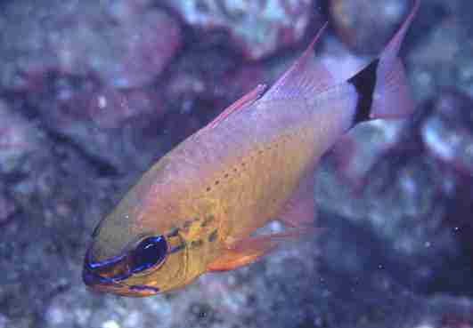 ������ݼ޸�޲