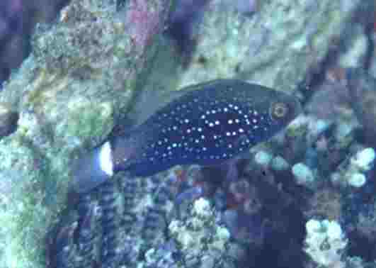 ������޲